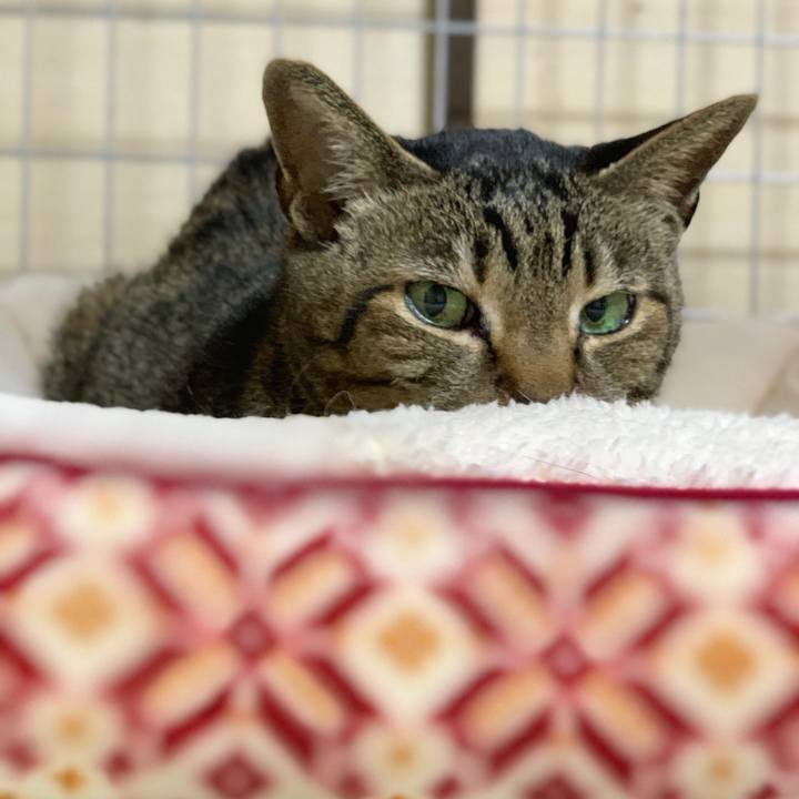 Ea41fb80 64c4 41b5 9b25 be9a479f27e6 1585013375841