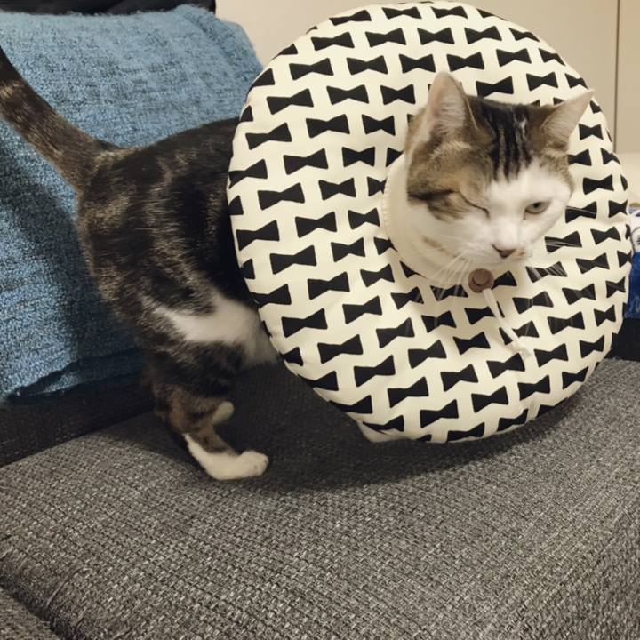 Ea429b0e d525 46f9 a3a3 cafc197ba860 1543286425259