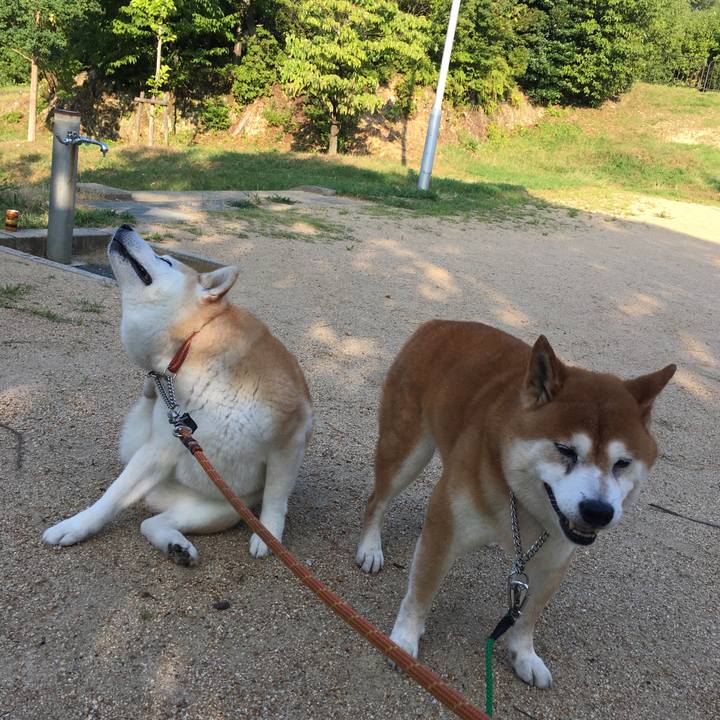 Ea4429bf 455f 46fa 99c5 387bcc846c88 1533291510880