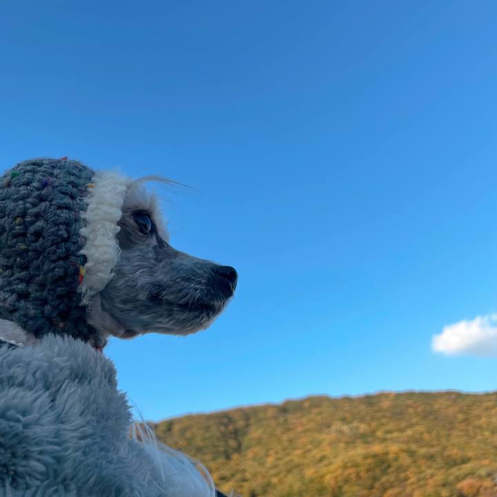 Ea4823b6 0a83 4ea8 a9a0 917d130f4dbb 1763716489988