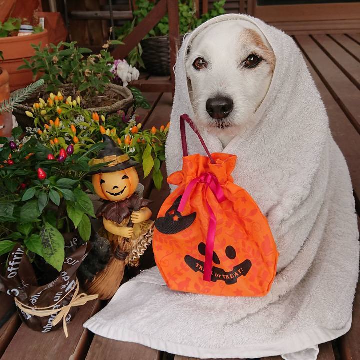 Ea4d25e8 feb5 4e87 9eca 4ac8b09a3d82 1540944036867