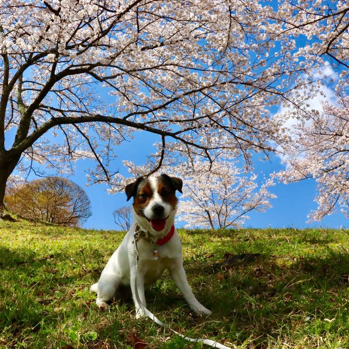 Ea4e9cce 429a 4be9 8e17 d01ea322f2da 1554538491079