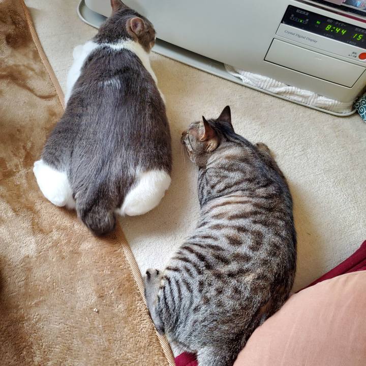 Ea4fc54f c14d 4cdf 8152 54576fedb0db 1713518215489