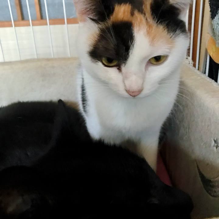 Ea500253 f977 4927 8af1 3552e317270f 1508810465454