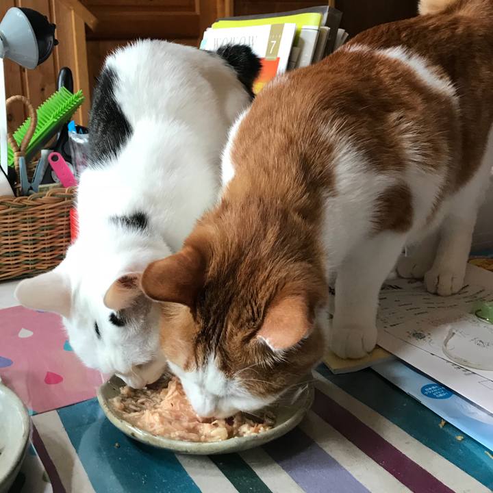 Ea5086d1 4b49 474a 9d91 4758b4af8098 1530917161628