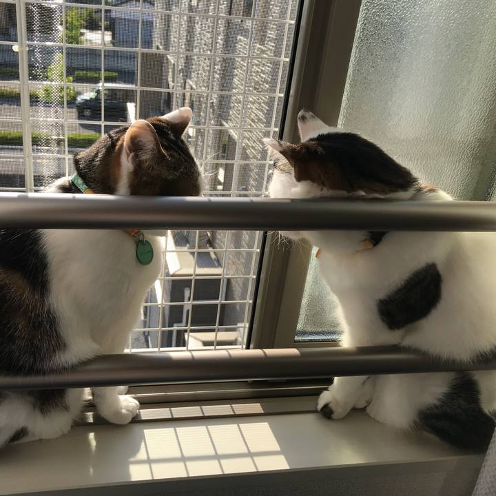 Ea51a686 ea86 41f2 a3fa 310bf2212523 1526011092429