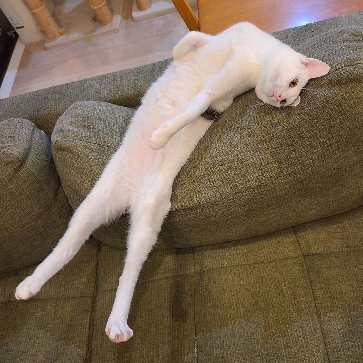 Ea51dab4 6d78 44fc 8f95 60cebc756d1f 1616927640303