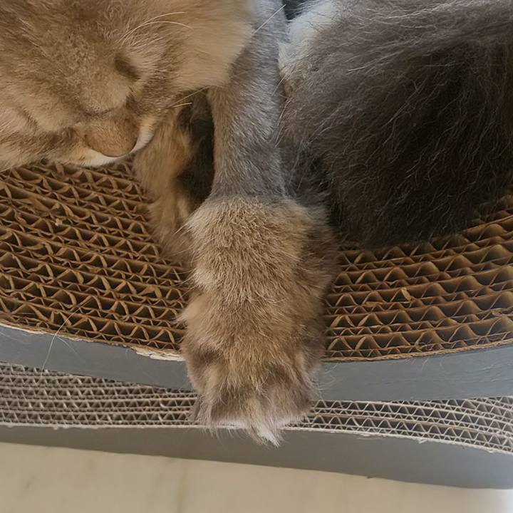 Ea533647 afc7 454a 8a6b 83dc18ba4b0c 1591154232335