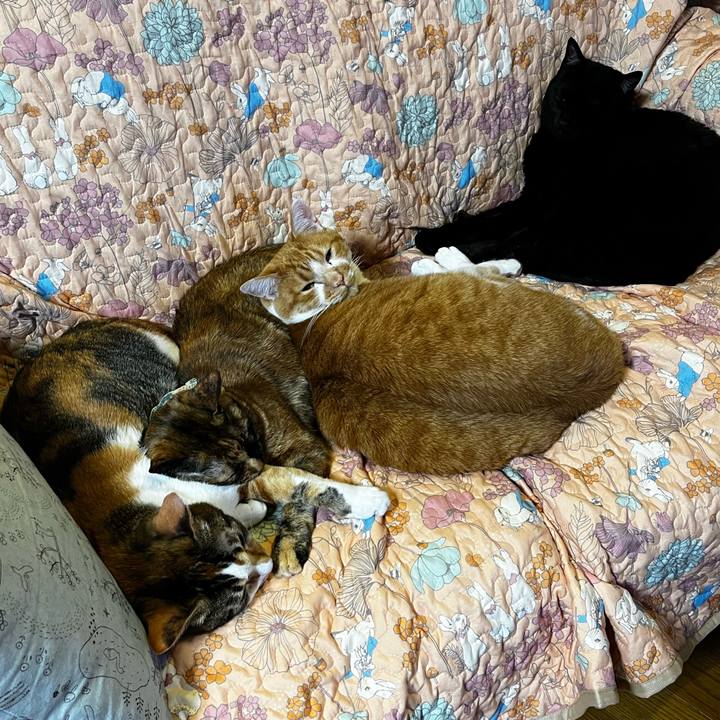 Ea53f0ae cc36 4eeb 8c29 e3c6ee615a2a 1713797035381