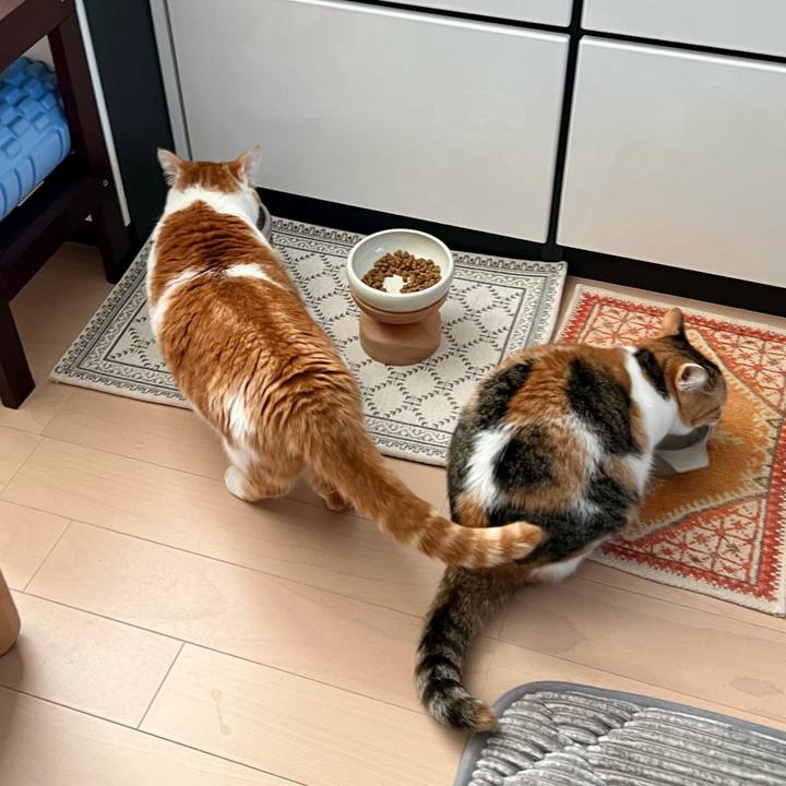 Ea55e19e d069 4587 b112 10253fee08b1 1771558597216