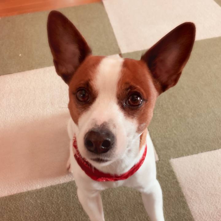 Ea567d6d d551 44c5 8360 6cb735fd34b6 1544315790546