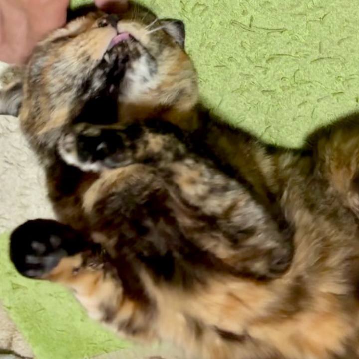 Ea56e226 e2b4 45b3 8c27 2f66db696d5b 1744143290852