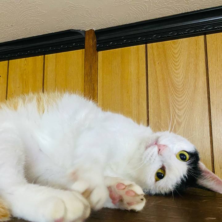 Ea570f6c d4a2 4cad b2d7 f4178d28fc52 1658324537277