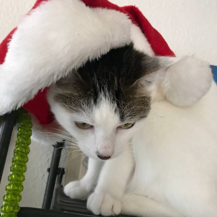 Ea5b868d bac7 45c0 a670 b94d464916a1 1513958363738