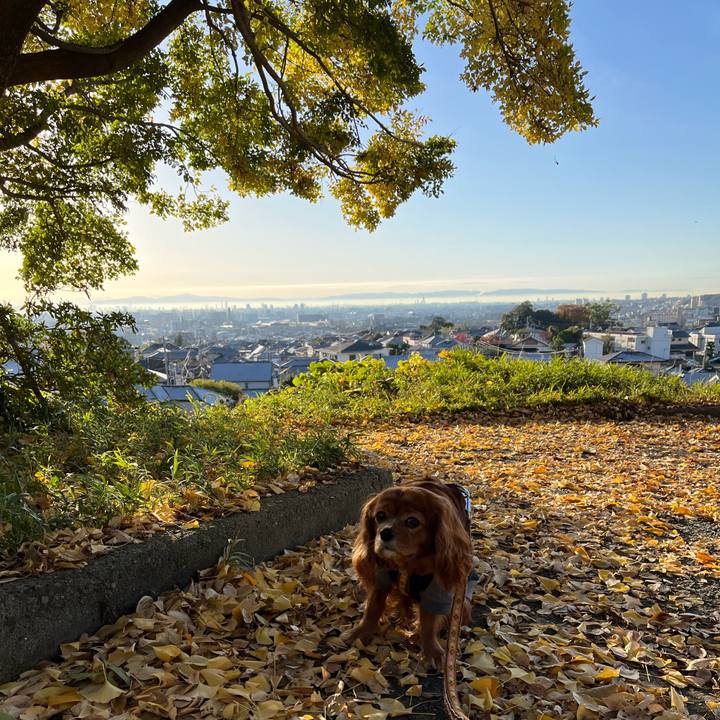 Ea5f7fe6 29de 4843 a747 b5dea5bbd077 1670024694645