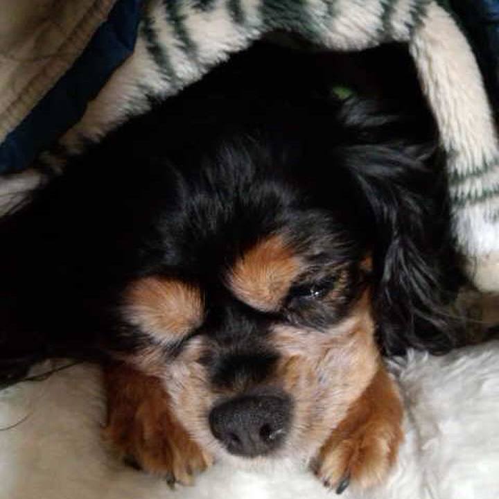 Ea64c72c 4130 410d abed de2a9e88d342 1518272070405