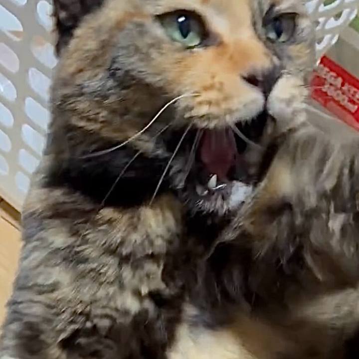 Ea64f053 036f 4fac 9469 89b0882b98ba 1765484389294