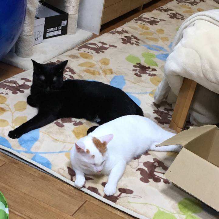 Ea6862f8 19a5 4ff3 9694 35a3bbbf43aa 1511948623110