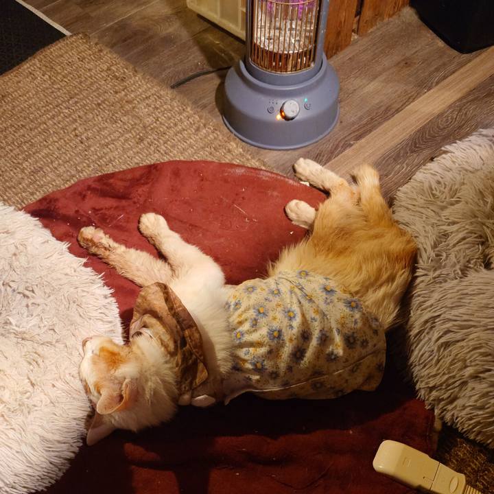 Ea68df05 2994 4e1e a00d 4a2994c6b0ea 1762868888064