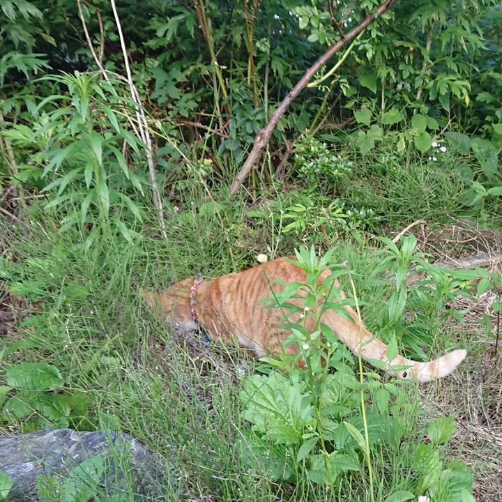 Ea68f890 0fe5 4295 800c 5eaaa1f00eae 1563181145790