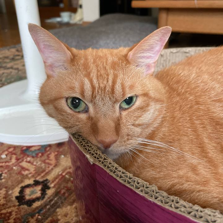 Ea69ab2e 6e89 4f52 925e ccc838280771 1723204987557