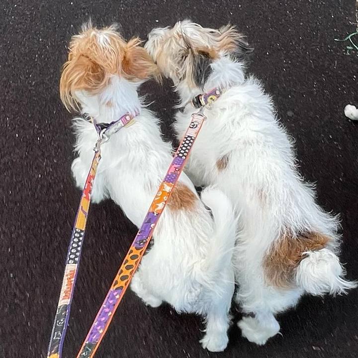 Ea6e017c 2463 407c 898f 289b07c9cf80 1760785194535