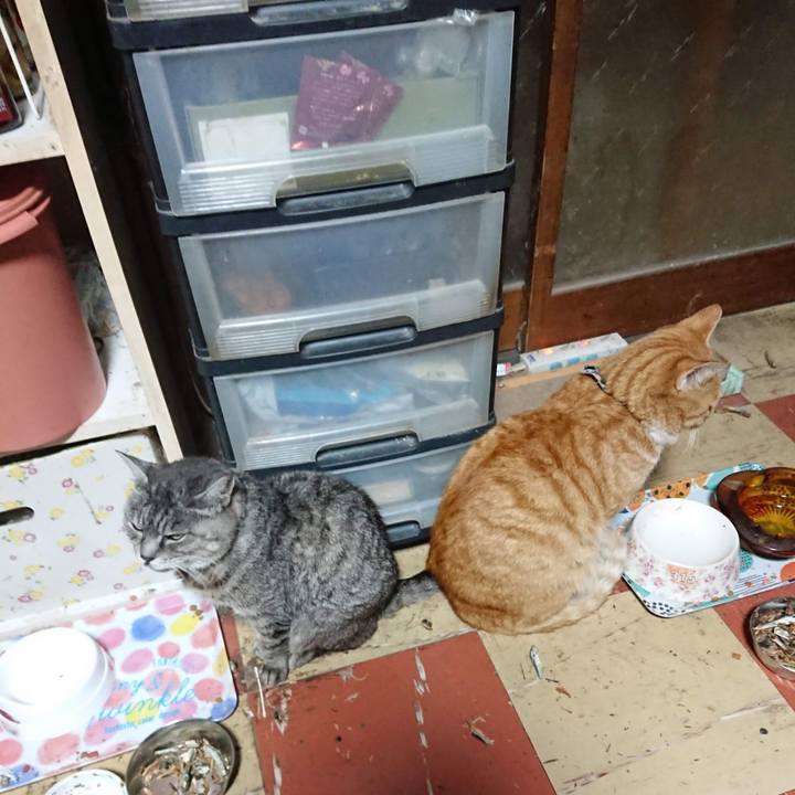 Ea71e3db c776 4f1d bf44 f2d48efb8f26 1604954452265