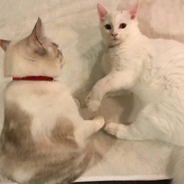 Ea722dd5 ebda 4c82 9be9 dabe0a2cbb79 1511781105346