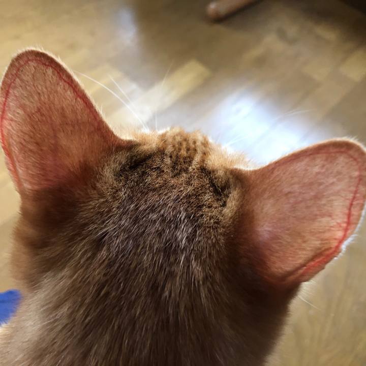 Ea724aac 8fba 4663 8203 7678379a286b 1663401741206