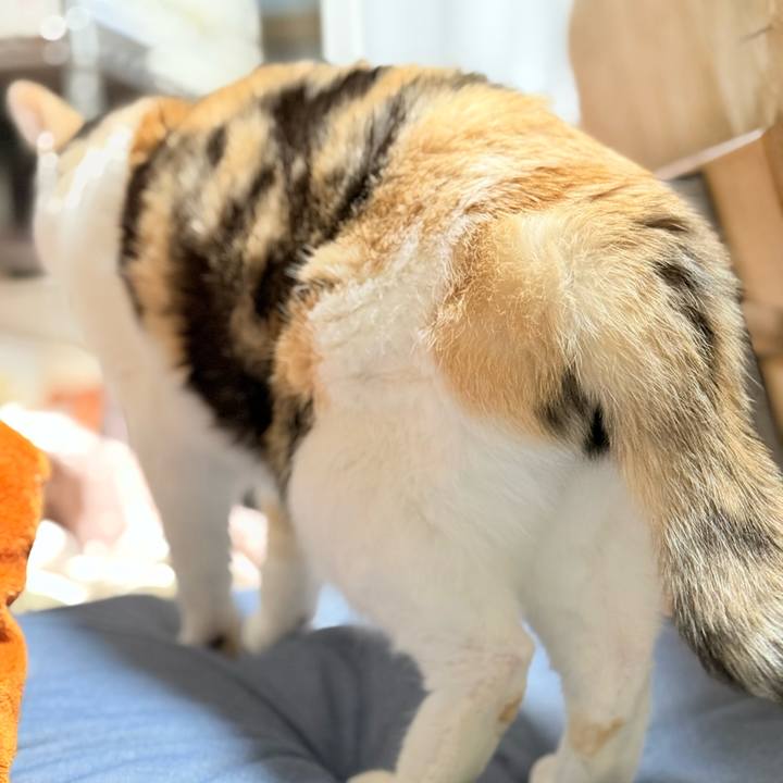 Ea7b861b b518 4c41 a70e 8c3b4ed79639 1773625969313