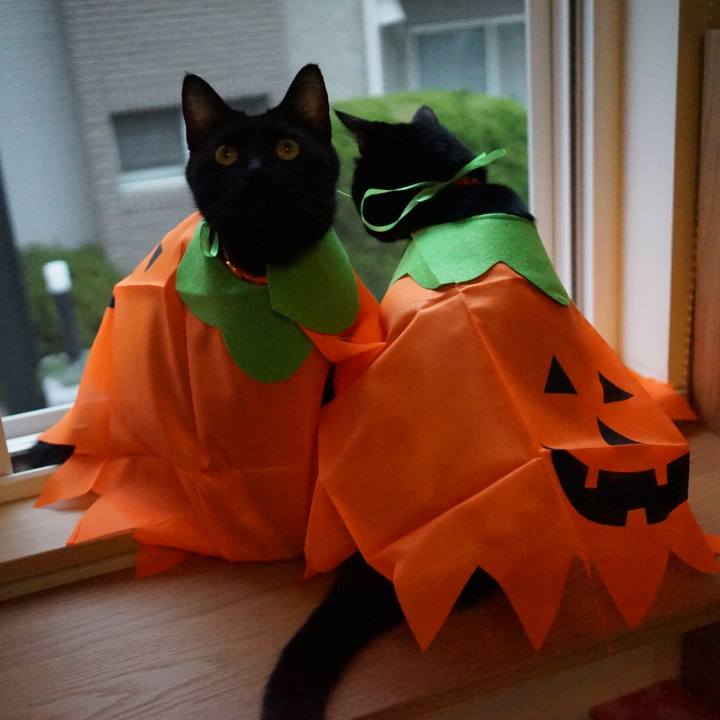 Ea7fc4b1 4f06 4685 ba6b 76e76614bd6e 1539437779577