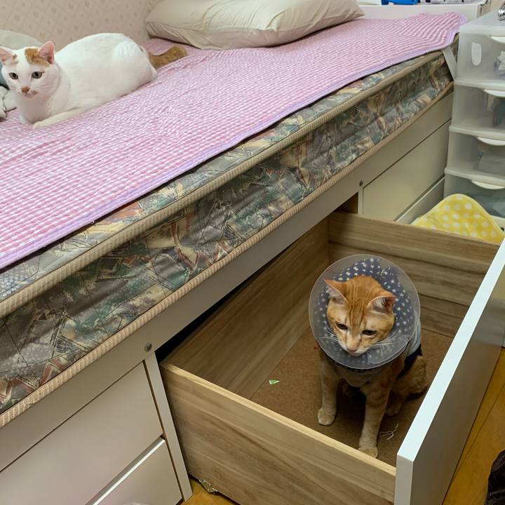 Ea803736 e337 42a7 9de5 c854fb520e76 1629581943090