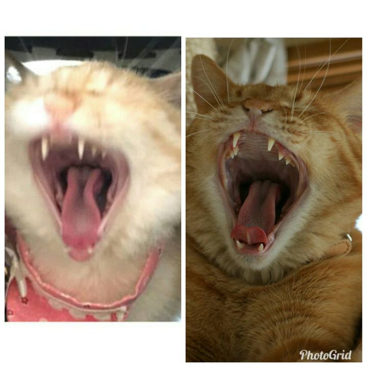 Ea8058c5 7764 4ba5 adf2 6289d0a491d1 1536482822507