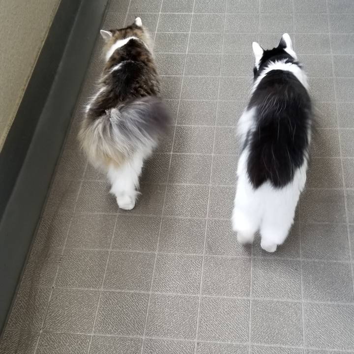 Ea80795c 83a5 41ae 8672 0c69c1aa00b4 1565571109849