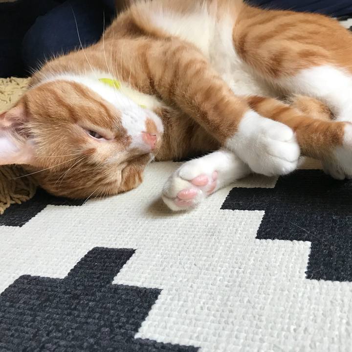 Ea81967c 0c5e 4956 80c8 150e185113b6 1531737773380