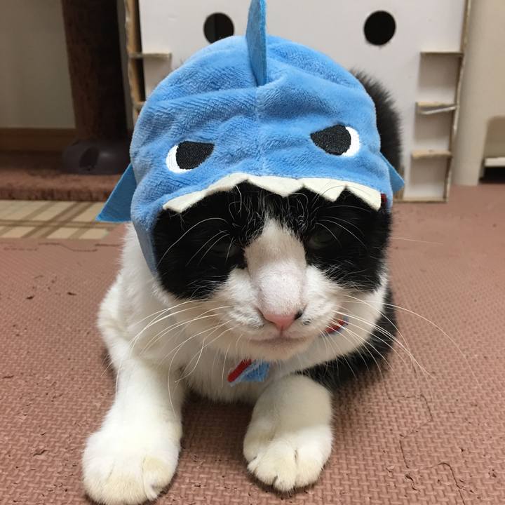 Ea86e508 8759 42b5 875a e05b8455e4a5 1509245871266