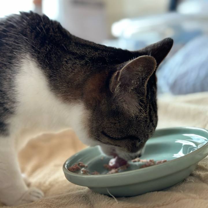 Ea8aa2e0 a739 4a2e 860e 955c24541146 1669169234808