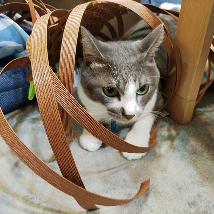 Ea909459 4289 45f7 8214 ec4a66d307e4 1697982404926