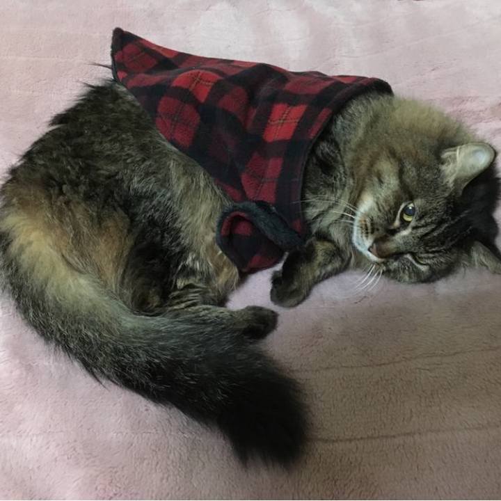 Ea9225af 7ef9 4242 b4df ee55a0270d91 1770245121143