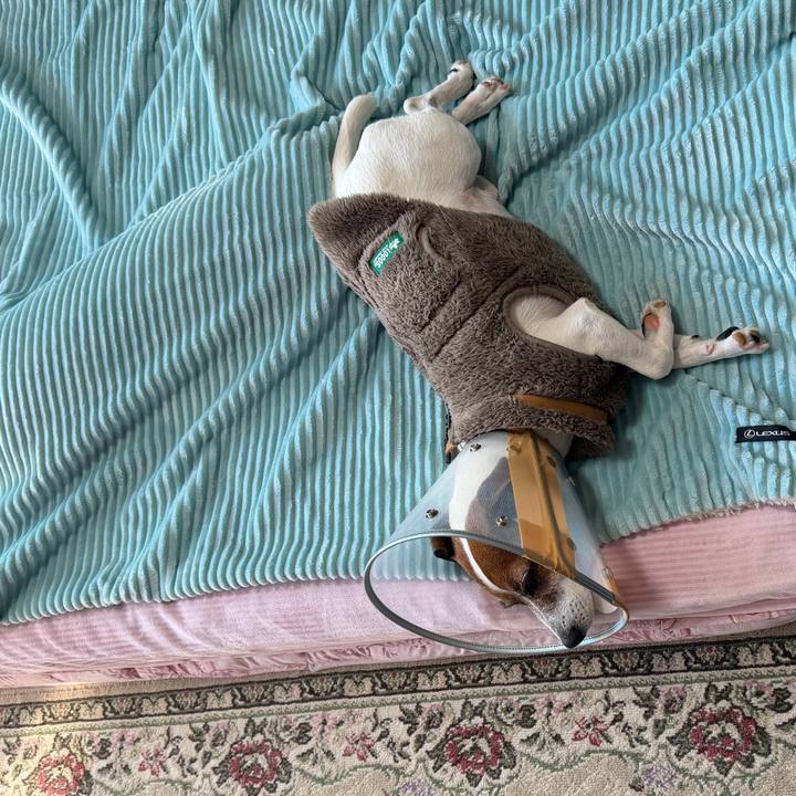 Ea92dc7d 2d1e 410f b4cc 64ad10fa29c2 1766110302889