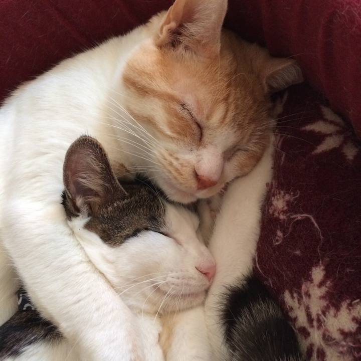 Ea94badd e7da 406f a9cf 49b03f9b4a9e 1512999792202