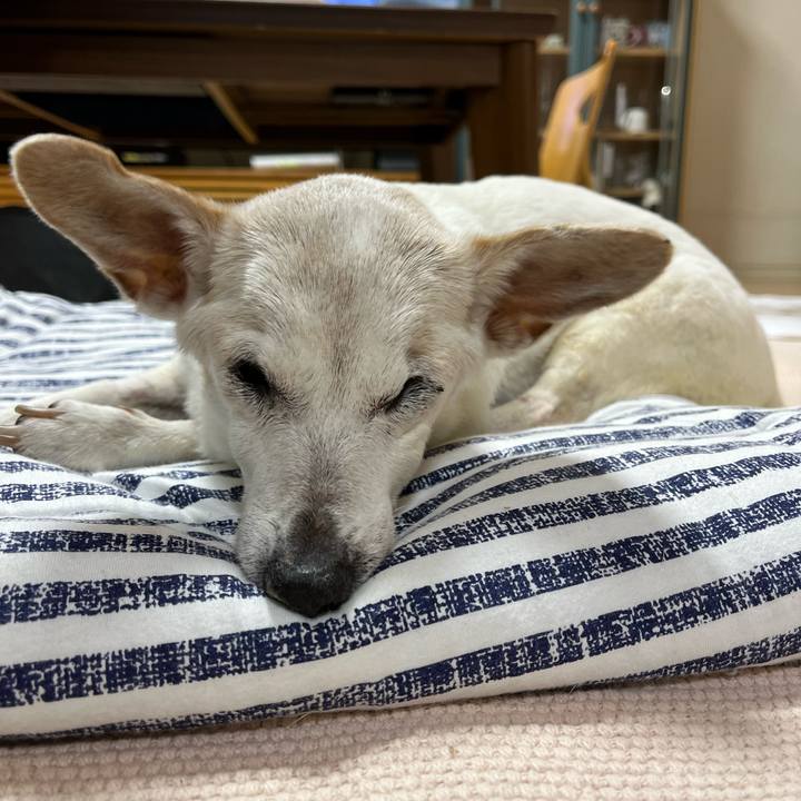 Ea9b1e67 9dc9 44d6 ab4f 2def5ba5fd04 1699882837450