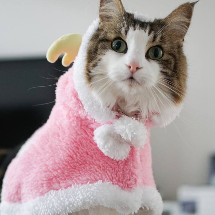 Ea9dace9 bf5a 4bff 994d 0100c9587b51 1576983891229