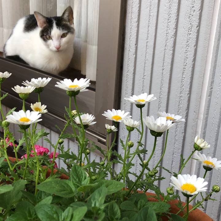 Ea9e7cbe cf56 4db6 a0fb 4b11c765ca7a 1619134913952