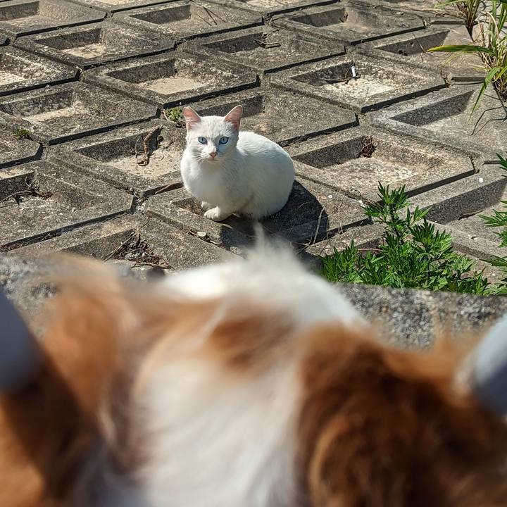 Eaa3c96c 3c92 40ed 9d27 ae1caecc288e 1683847686543