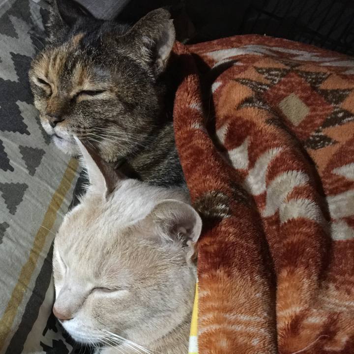 Eaa6d1be e731 4b8d bd44 4e11f8eba248 1546420561380