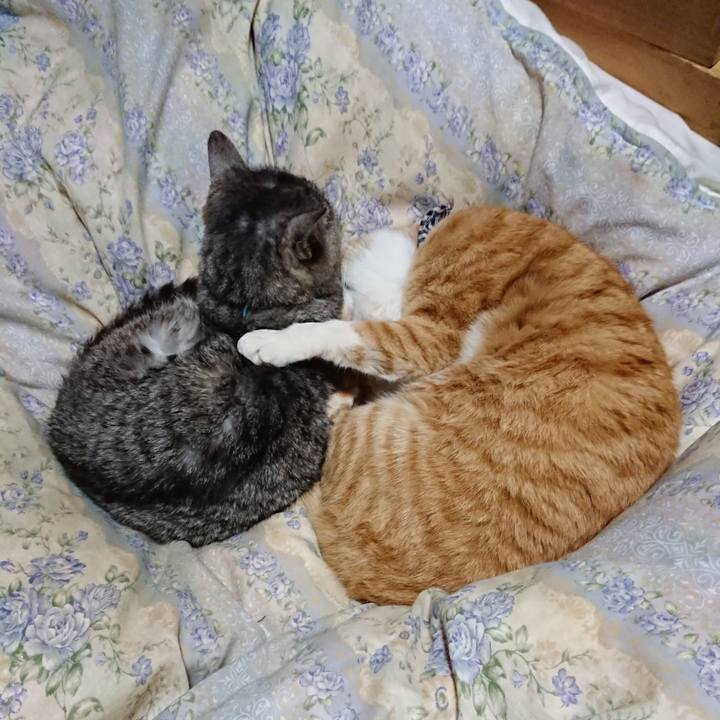 Eaa85ab0 36b9 49aa bada 074a9f7f226c 1575642607620