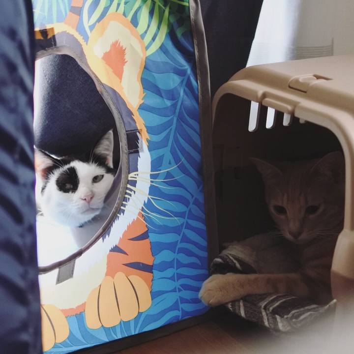 Eaa94c6e 78dd 4c90 add3 1d316e99b9da 1564468620162