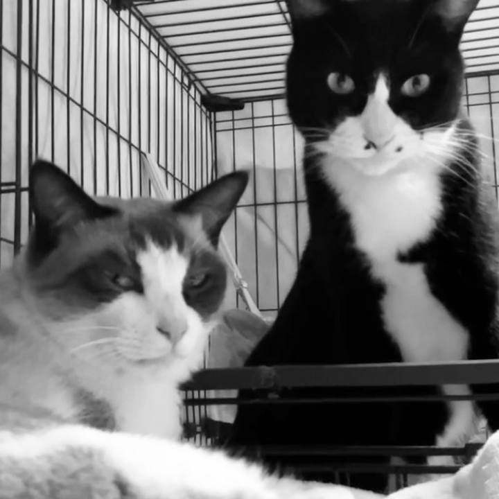 Eab10dd3 e211 40c8 9bea 1e4eda9451af 1729070676819