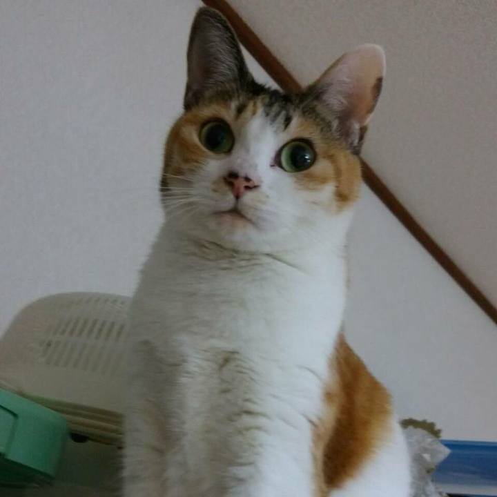 Eab21e67 781b 498d a0f4 27f7137ce763 1520597624181